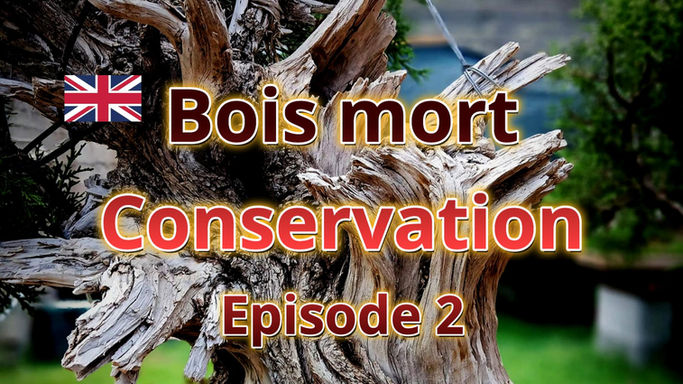 Book - Dead wood - Conservation Ep.2